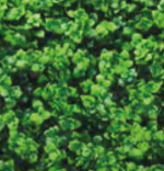 Menta