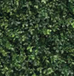 Boxwood