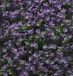 Arrayán Morado